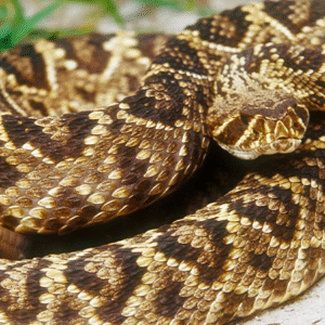 My Reptile Poem by Sammy Roshan