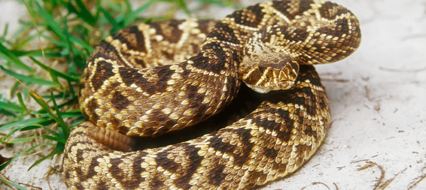 My Reptile Poem by Sammy Roshan