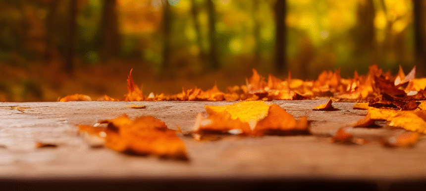 Autumn is Here Again by Olivia Agyeman