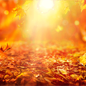 My Autumn Poem by Cameron
