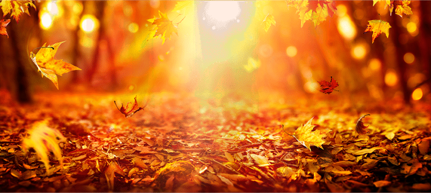 My Autumn Poem by Cameron